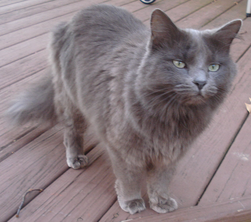 Mira | Roanoke Valley Society for the Prevention of Cruelty to Animals ...